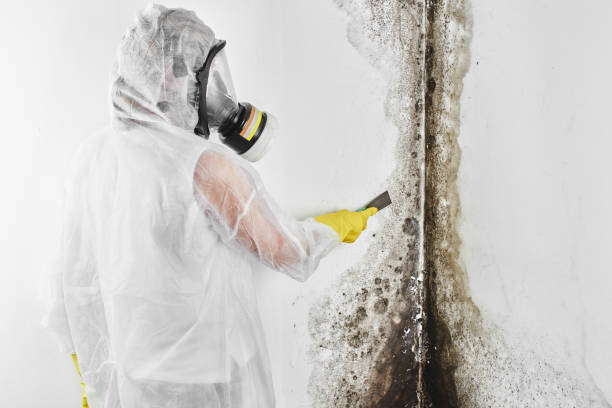 Best Commercial Mold Removal  in Lancaster, OH