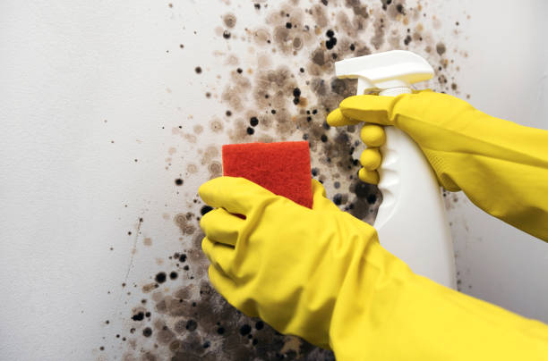 Best Residential Mold Removal  in Lancaster, OH